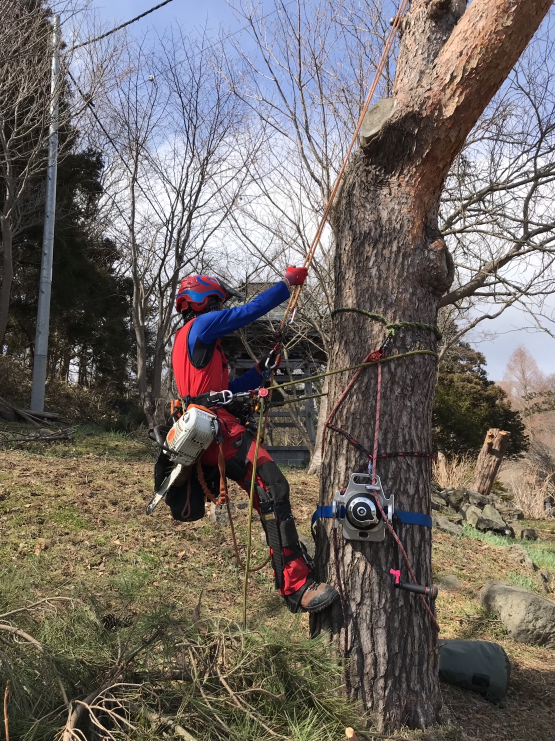 Edelrid Talon クライミングスパー アーボリスト ツリークライミング ...